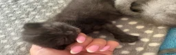 British Shorthair cats for sale: British short hair kittens  - Advert 5