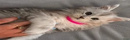 Maine Coon cats for sale: Beautiful Pedigree Kittens looking for Loving Home - Advert 10
