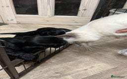 Cocker Spaniel dogs for sale: Stunning KC Reg Cocker Spaniel Pups Choco/Black - Image 34