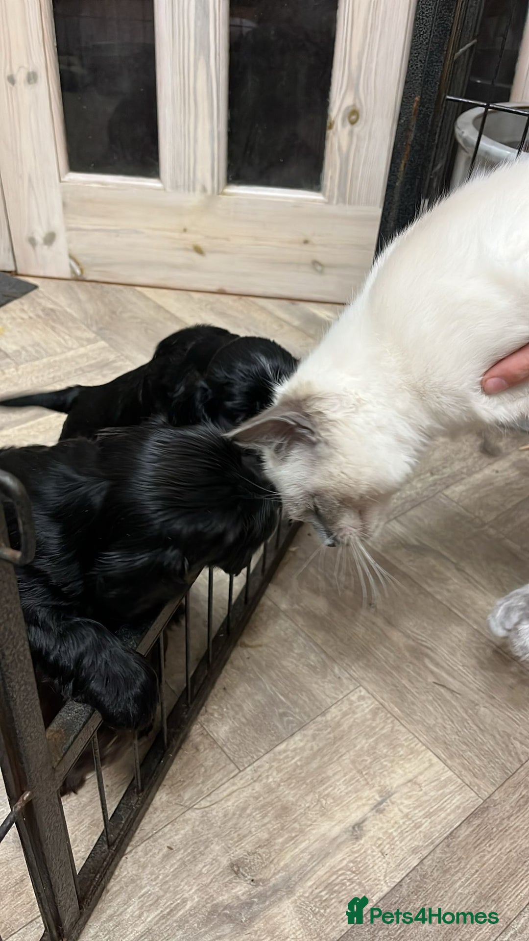 Cocker Spaniel dogs for sale: Stunning KC Reg Cocker Spaniel Pups Choco/Black - Image 34