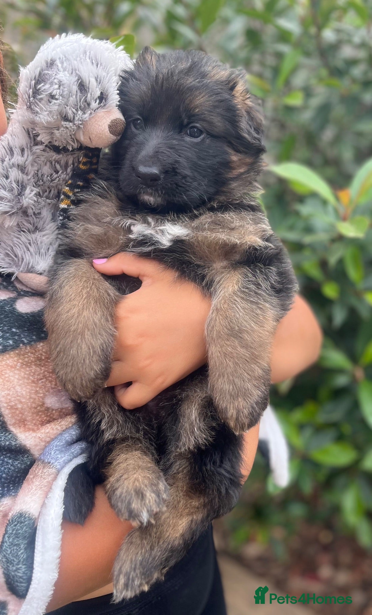 German Shepherd dogs Stunning GSD puppies for sale  - Advert 13