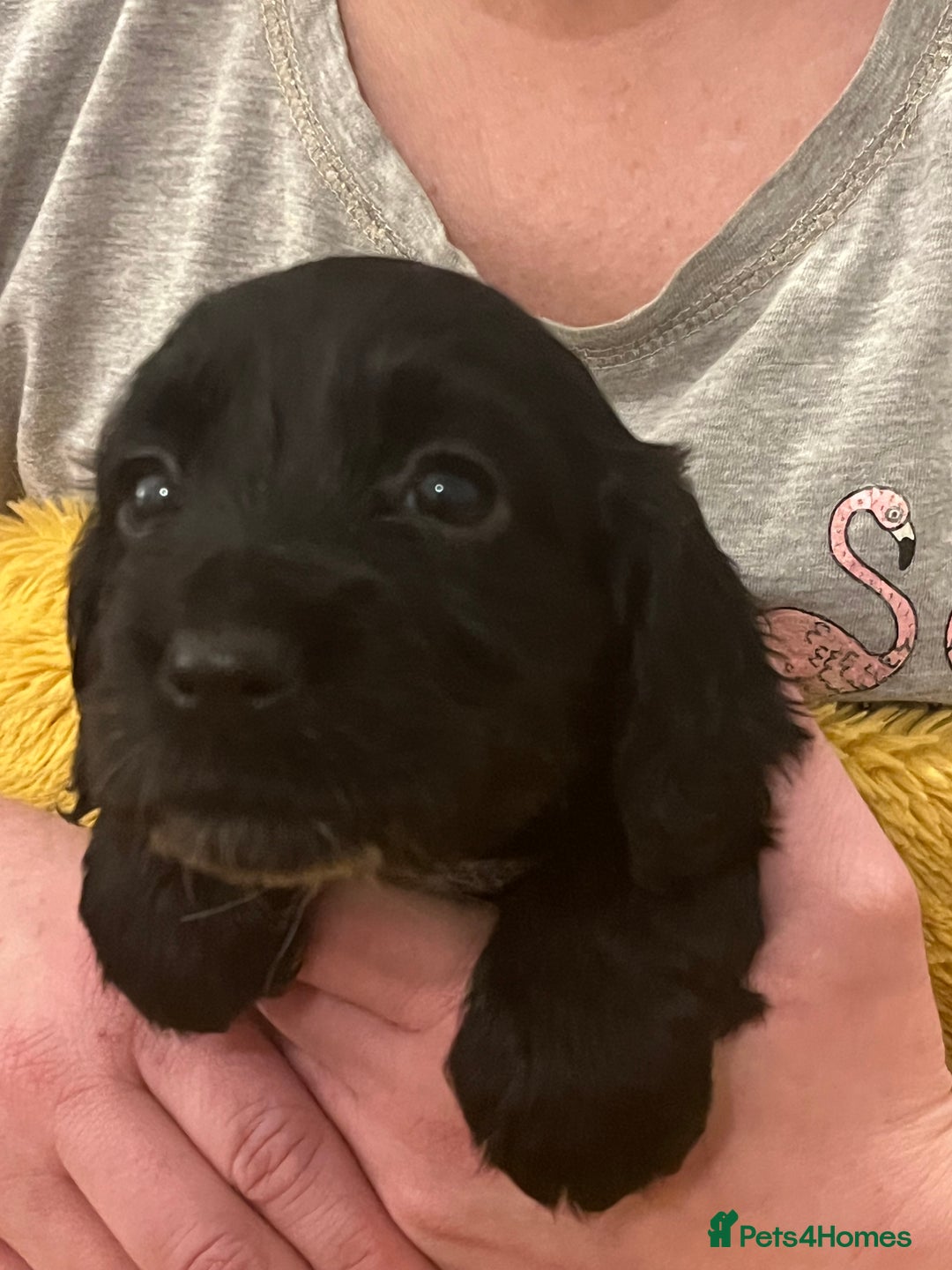 Sprocker dogs for sale: SPROCKER SPANIELS PUPPIES  - Advert 12