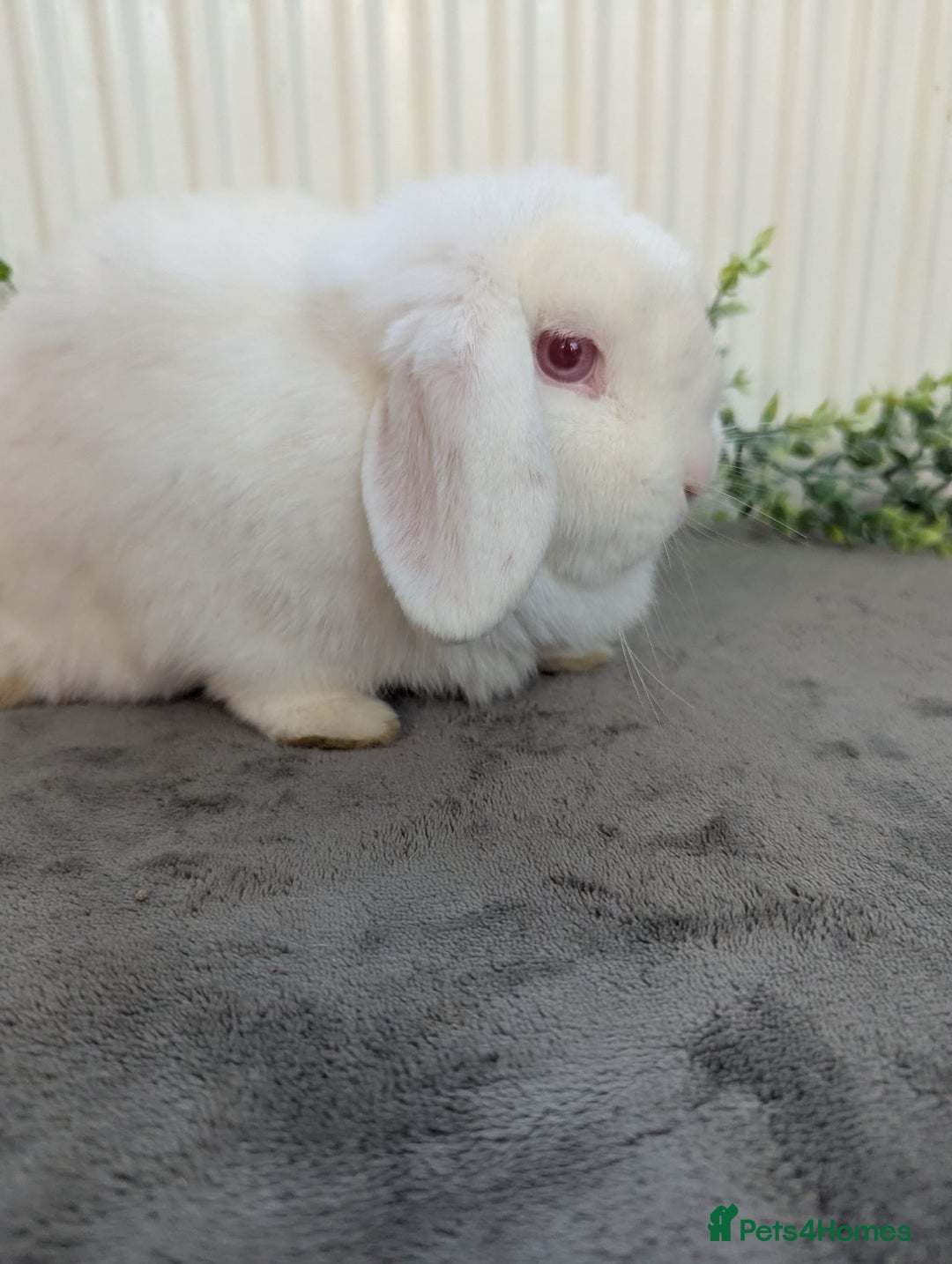 Mini Lop rabbits for sale: ❤️mini lop & mini rex girls available ❤️ - Advert 8