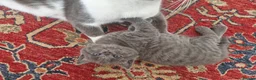British Shorthair cats for sale: British Shorthair  - Advert 4
