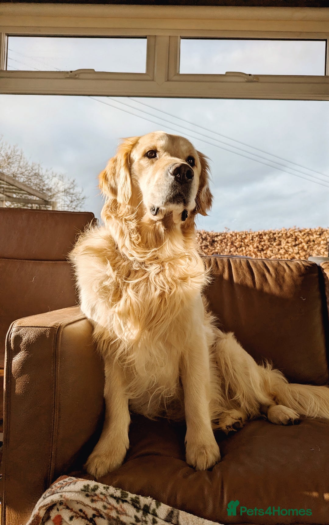 Golden Retriever dogs for sale: Chunky golden pups - Advert 12