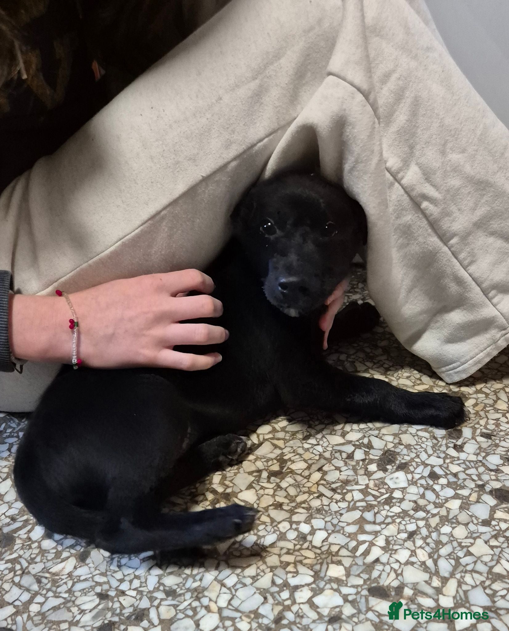 Mixed Breed dogs Kelpie cross collie puppies. * 1 male available * - Advert 18