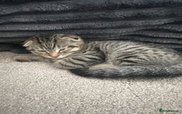 Scottish Fold cats for sale: 🐾 Scottish Fold Kittens for Sale - Image 4