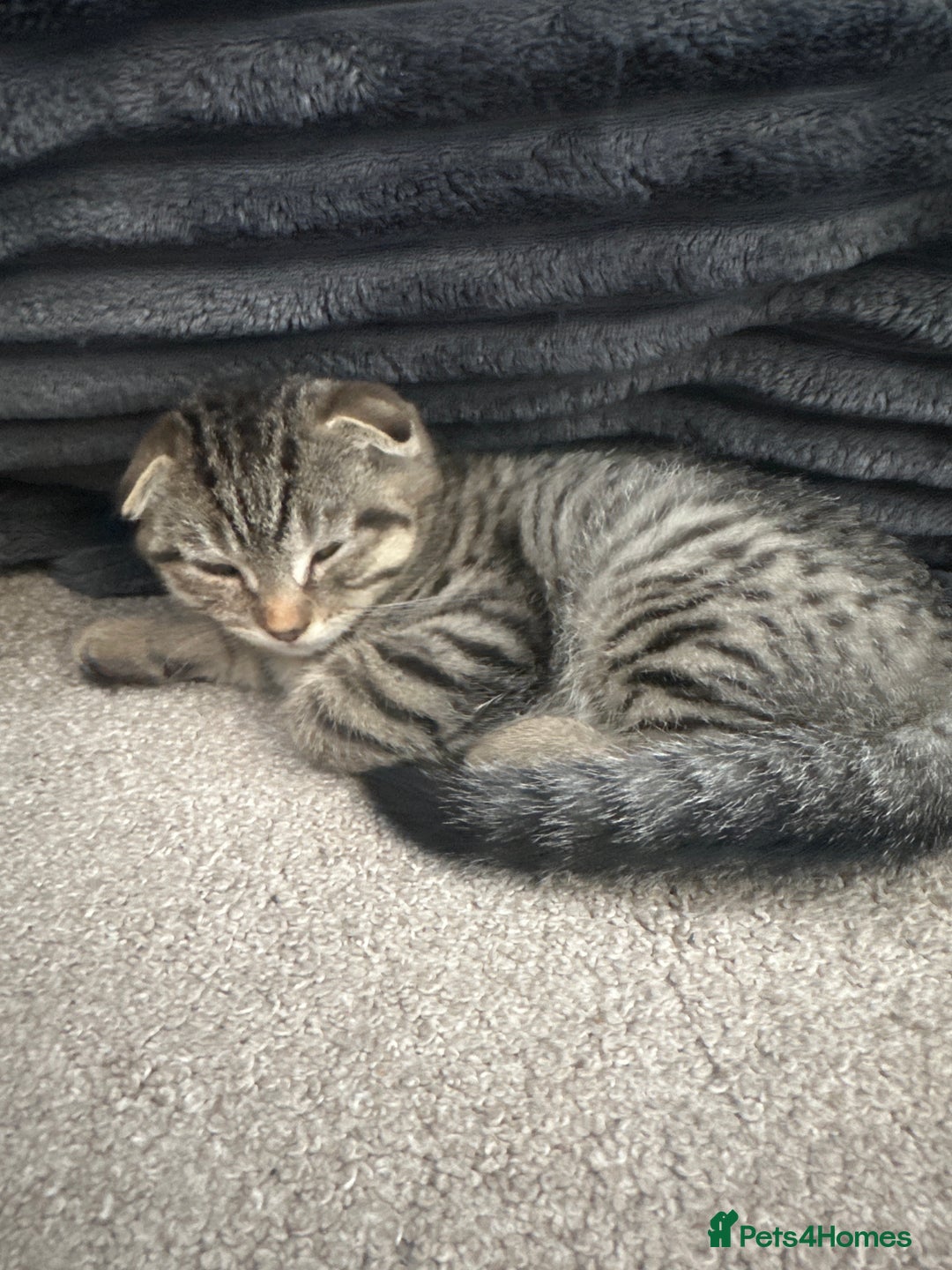 Scottish Fold cats for sale: 🐾 Scottish Fold Kittens for Sale - Image 4