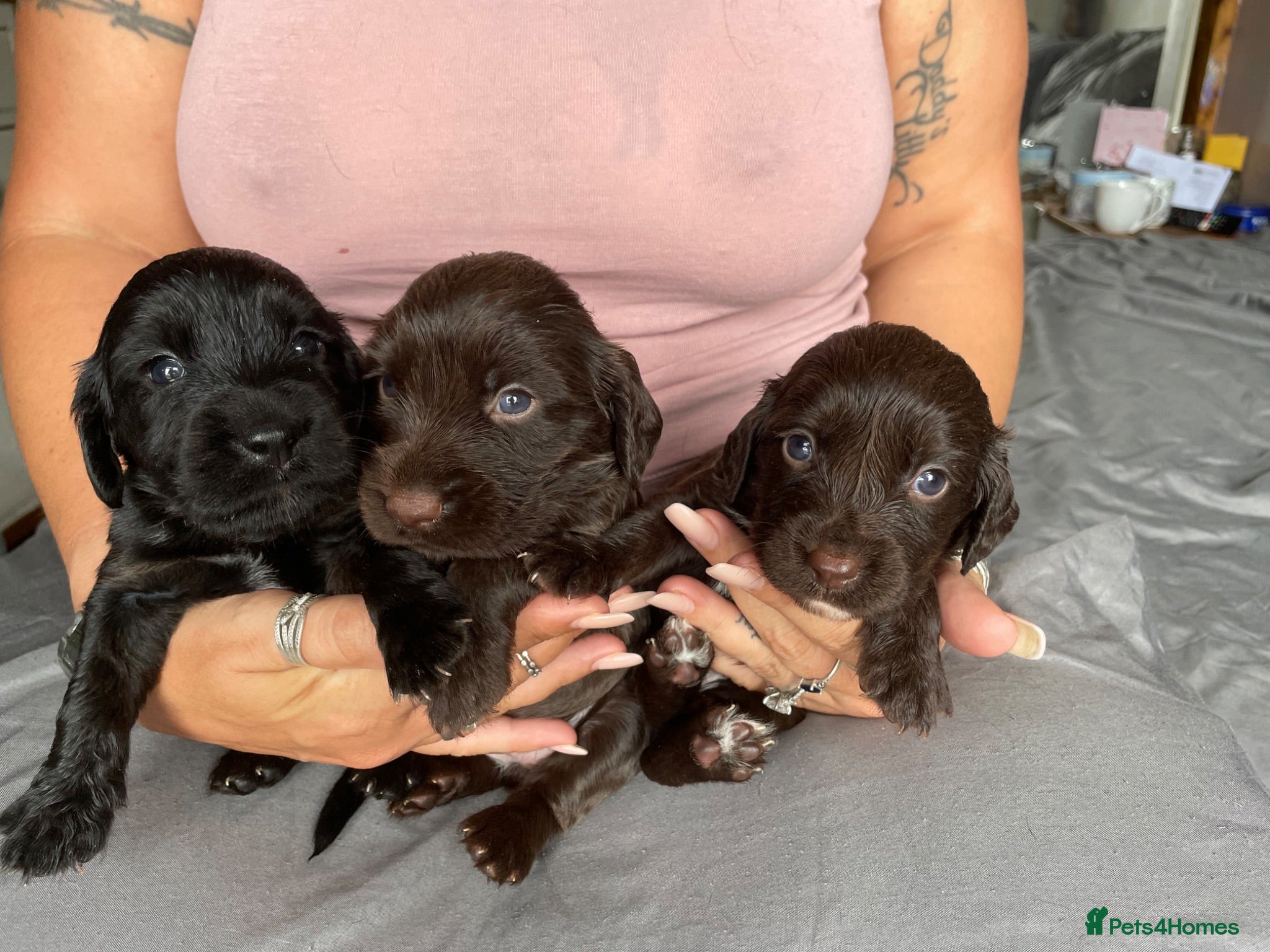 Sprocker dogs Sprocker pups - Advert 2