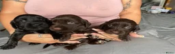 Sprocker dogs for sale: Sprocker pups in Peterborough - Advert 1