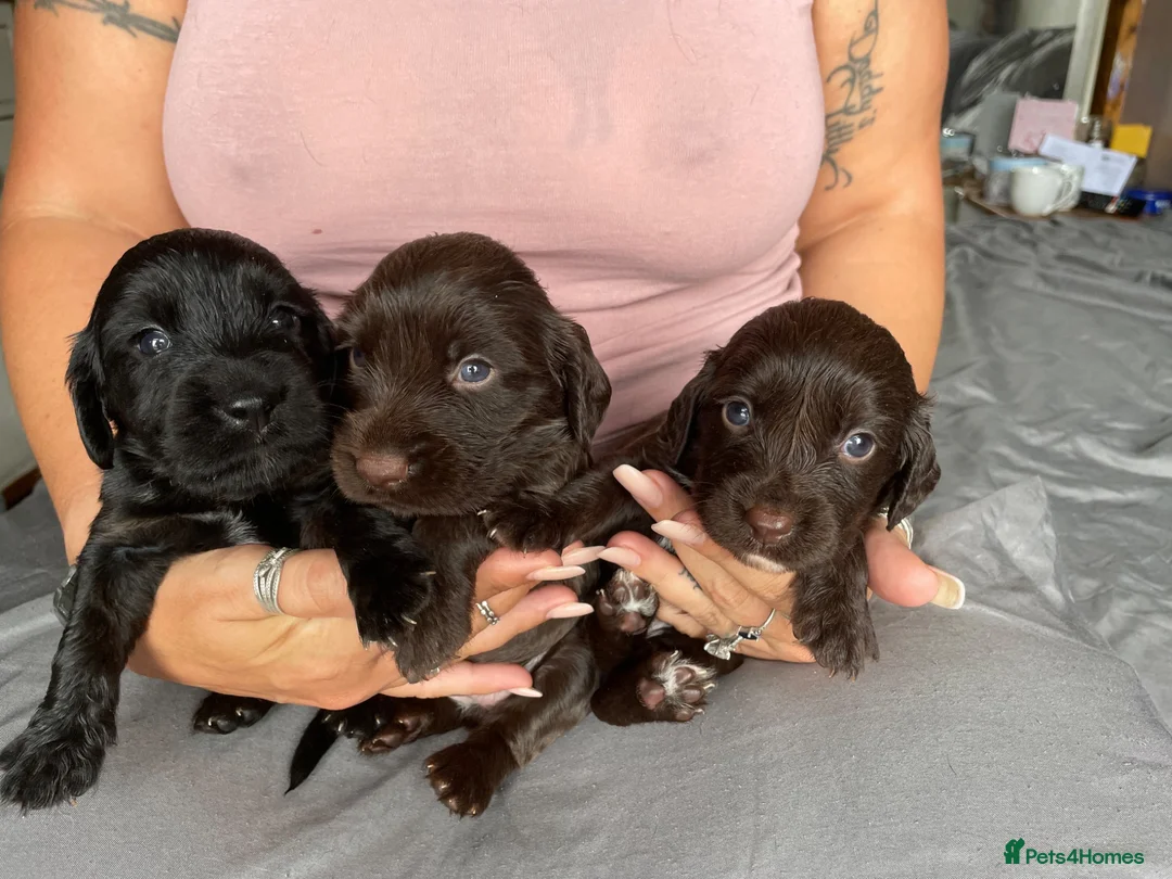 Sprocker dogs for sale: Sprocker pups in Peterborough - Advert 1