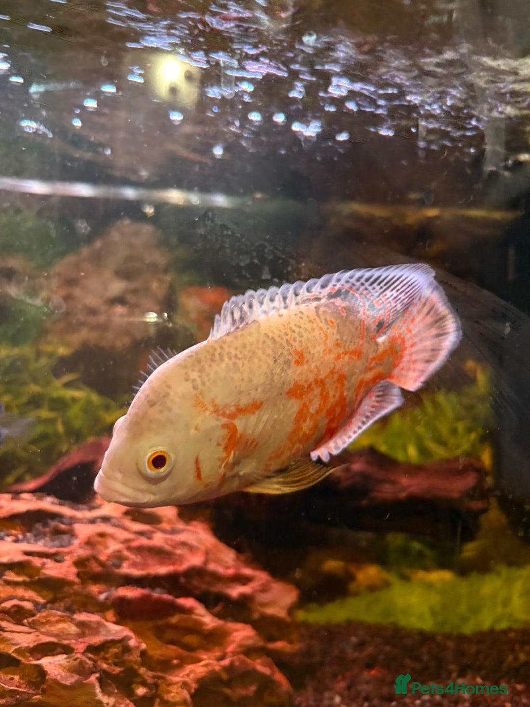 Cichlids fish for sale: 3 Oscars, 1 Cuban Cichlid - Image 4