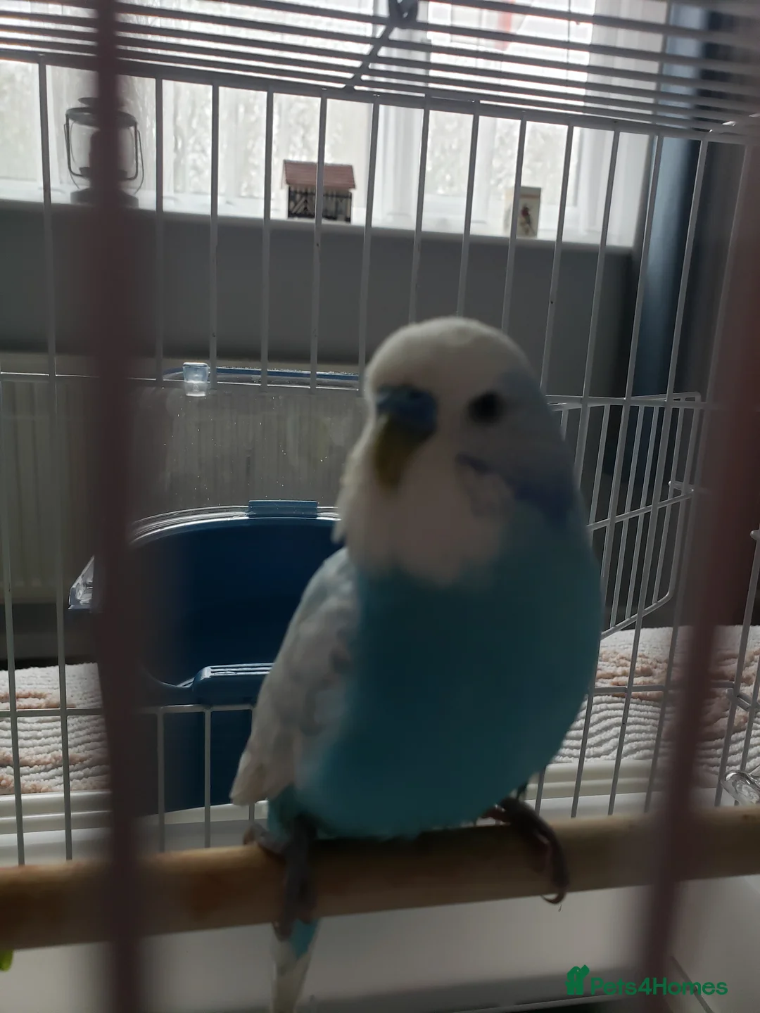 Budgerigars birds for sale: Male budgie approx. 18 months old in Cannock - Advert 1