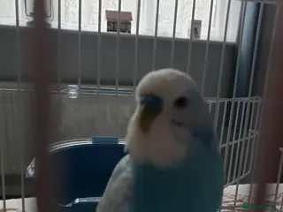 Budgerigars birds Male budgie approx. 18 months old - Advert 16
