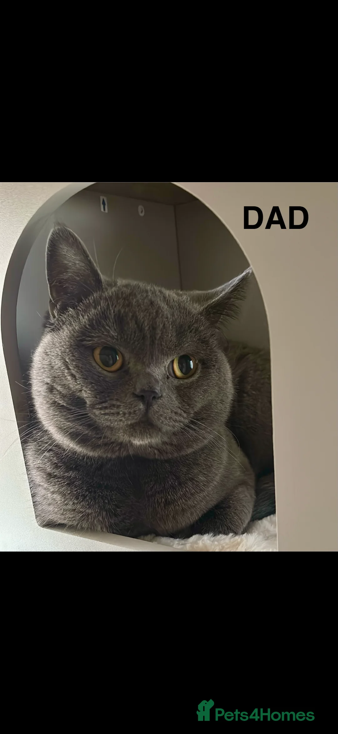 British Shorthair cats for sale: Beautiful British short hair kittens  - Advert 2