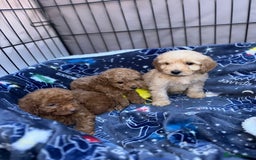 Cockapoo dogs for sale: 8 weeks old beautiful Cockapoo puppies  - Image 16