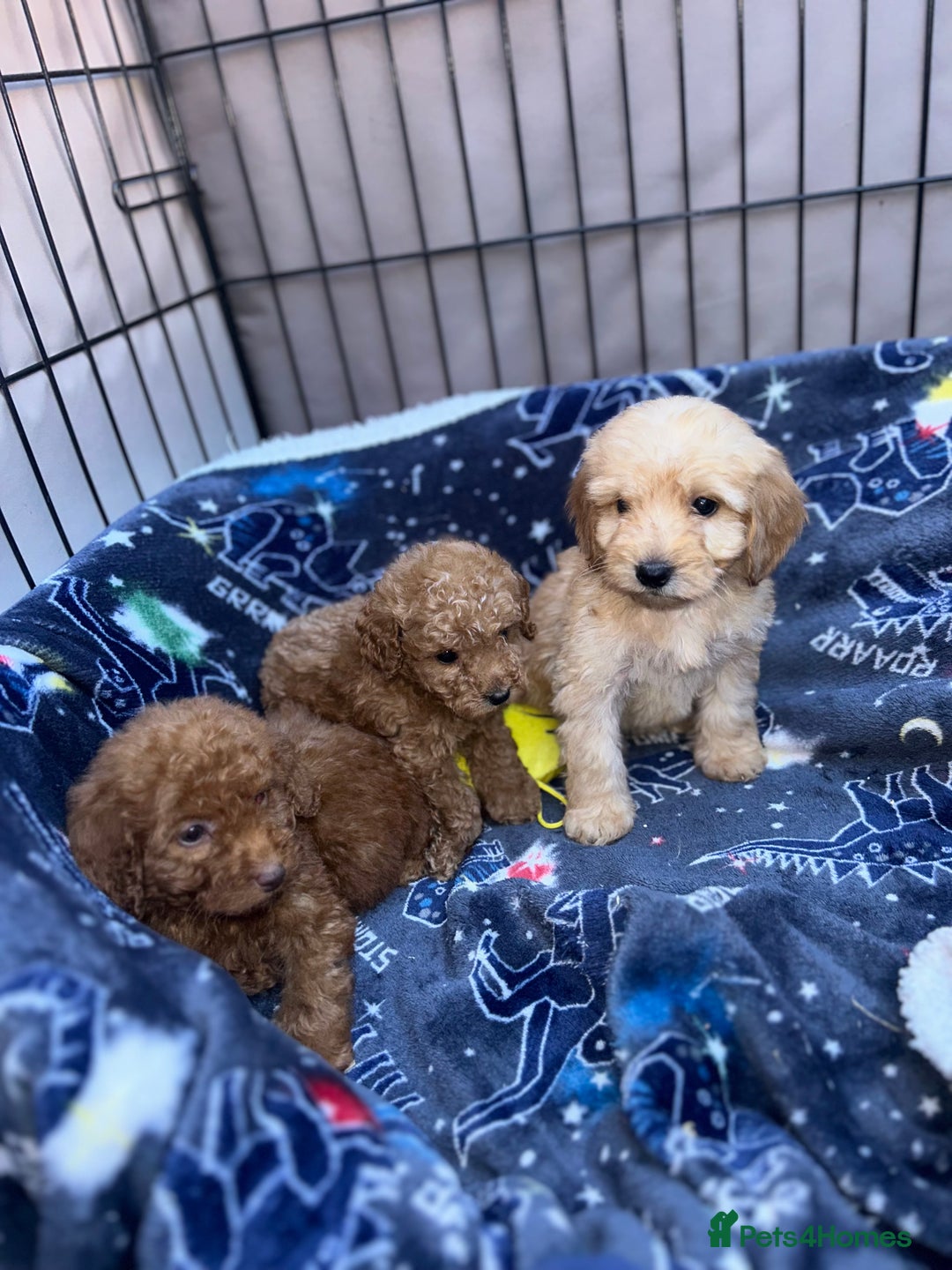 Cockapoo dogs for sale: 8 weeks old beautiful Cockapoo puppies  - Image 16