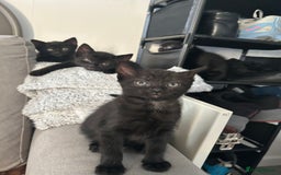 Ragdoll cats for sale: Ragdoll x Russian white kittens  - Image 9