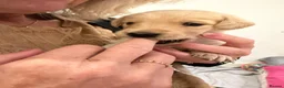 Labradoodle dogs for sale: Golden Labradoodle / Doubledoodle Puppies Viewings - Advert 24