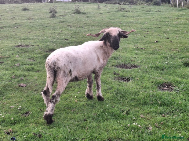 Sheep livestock - Advert 1