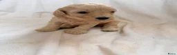 Cockapoo dogs for sale: F1 apricot cockapoo puppies  - Advert 6