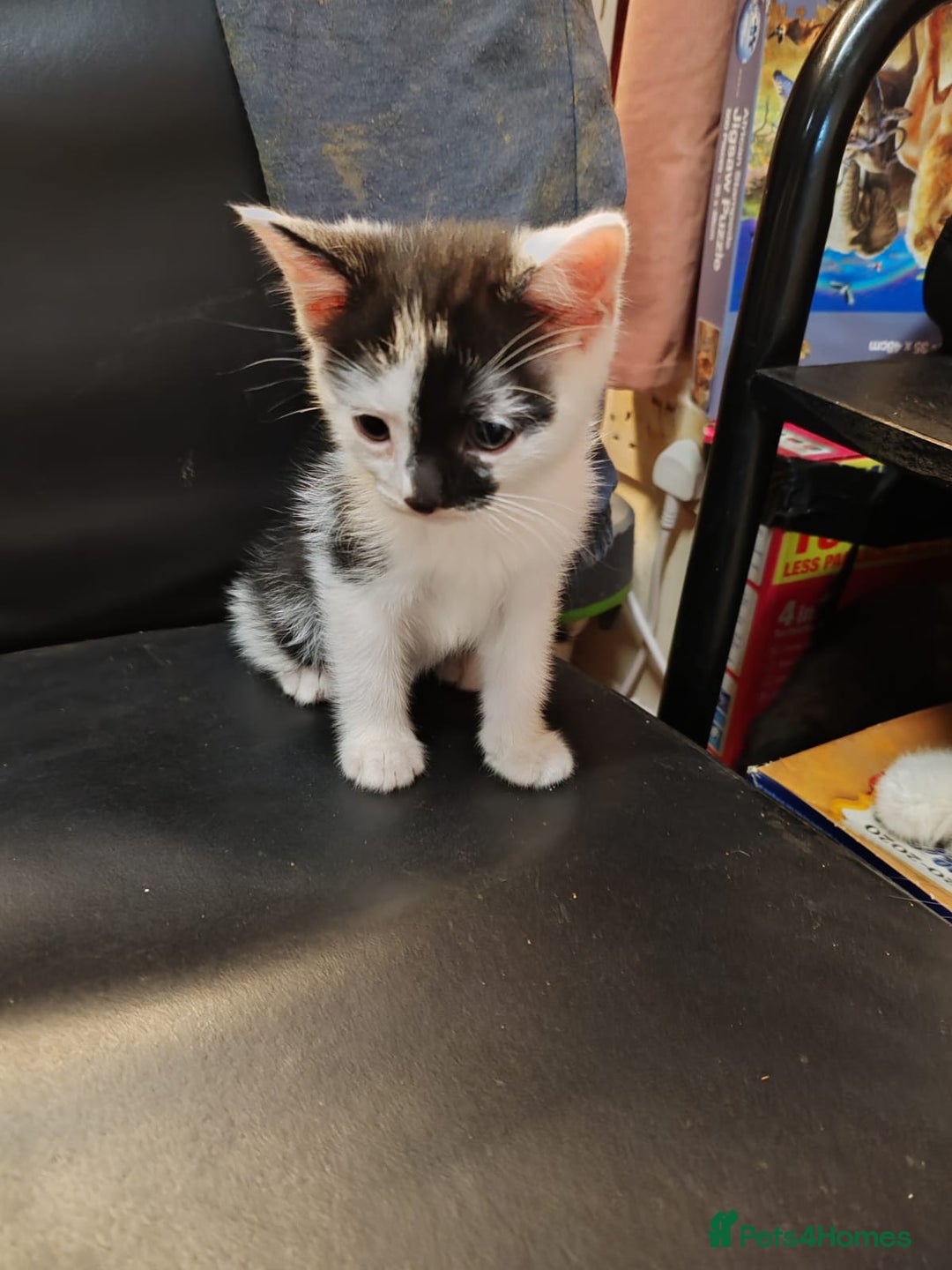 Mixed Breed cats for sale: 2 adorable kittens ready for their forever homes  - Advert 7