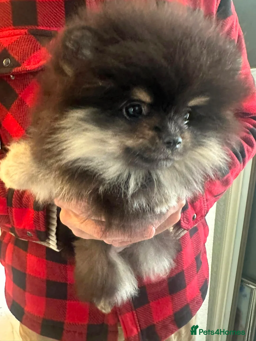 Pomeranian dogs for sale: KC Russian/taiwan Femail Poms - Advert 9