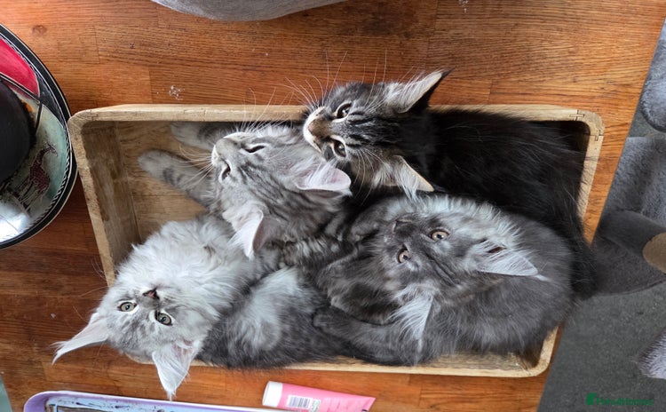 Maine Coon cats - Advert 1