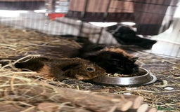 Guinea Pig rodents for sale: 2 Male Guinea Pigs - Image 3