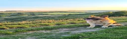 German Shepherd dogs for stud: German shepherd stud  - Advert 6
