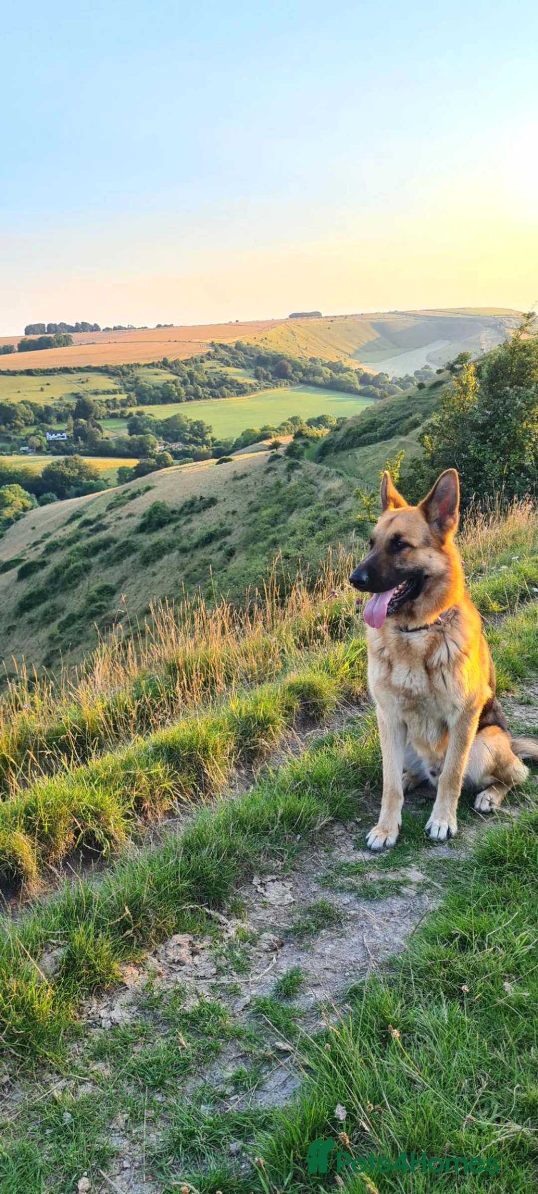 German Shepherd dogs for stud: German shepherd stud  - Advert 6