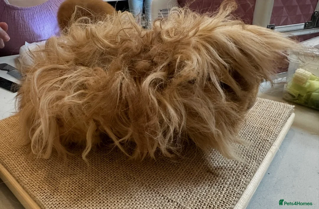 Guinea Pig rodents for sale: DE Golden Lunkarya - Advert 5