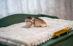 Abyssinian cats for sale: Silver Black Abyssinians-Champion TICA pedigree - Image 10