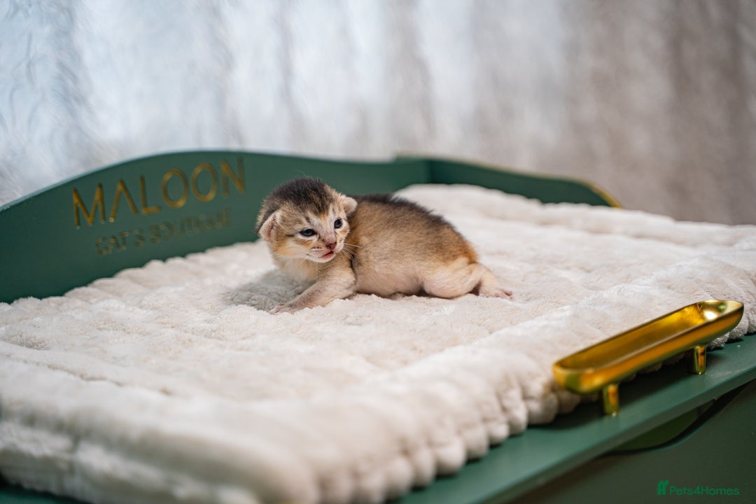 Abyssinian cats for sale: Silver Black Abyssinians-Champion TICA pedigree - Image 10
