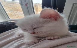 British Shorthair cats for sale: ✨ Gorgeous 6-Week-Old Kittens litter trained ✨ - Image 6