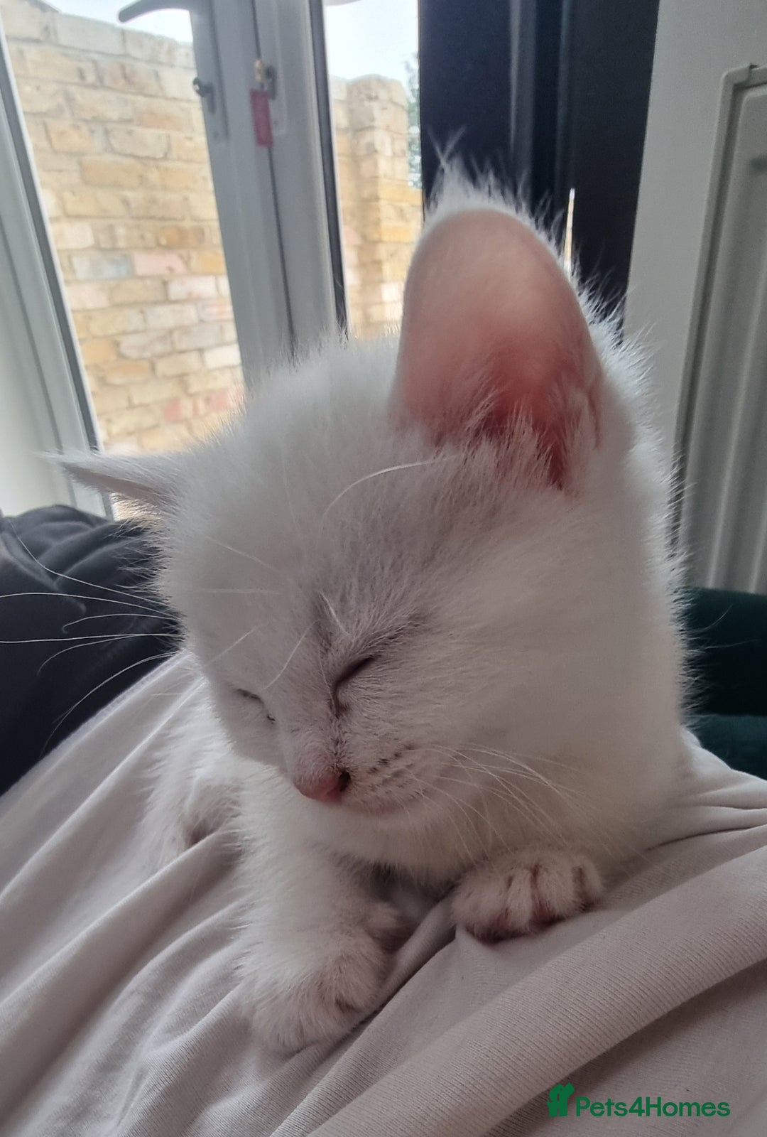 British Shorthair cats for sale: ✨ Gorgeous 6-Week-Old Kittens litter trained ✨ - Image 6