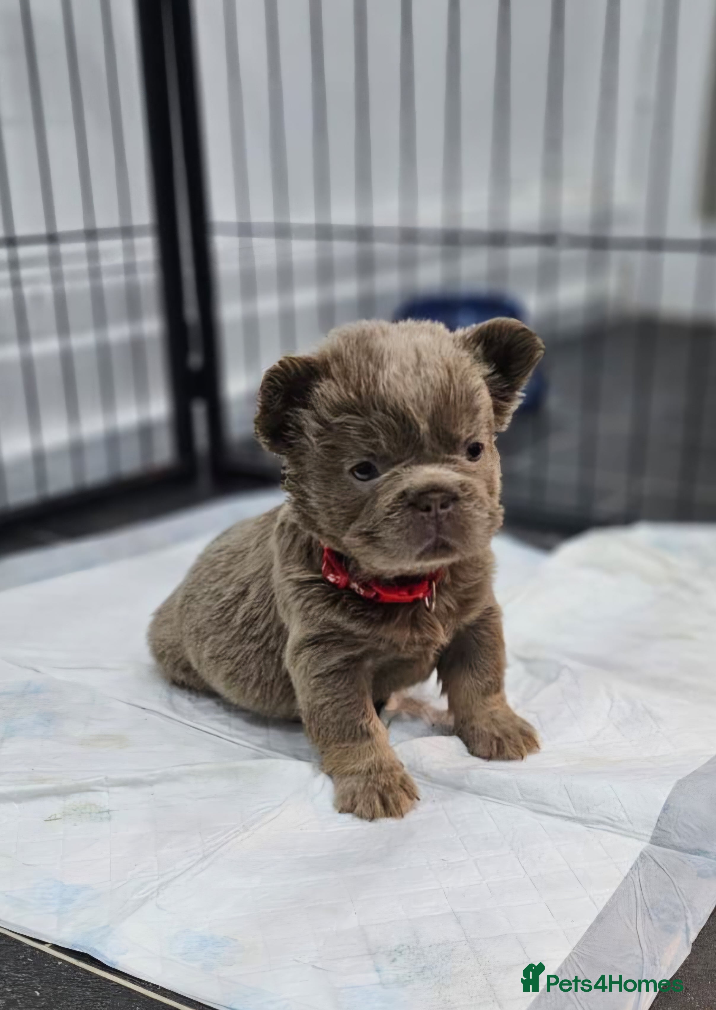 French Bulldog dogs French Bulldog Visual fluffies - Advert 4