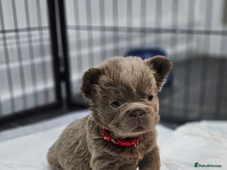 French Bulldog dogs French Bulldog Visual fluffies - Advert 2