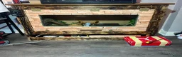 Python Snake reptiles for sale: Champagne ball python (With full set-up) - Advert 10