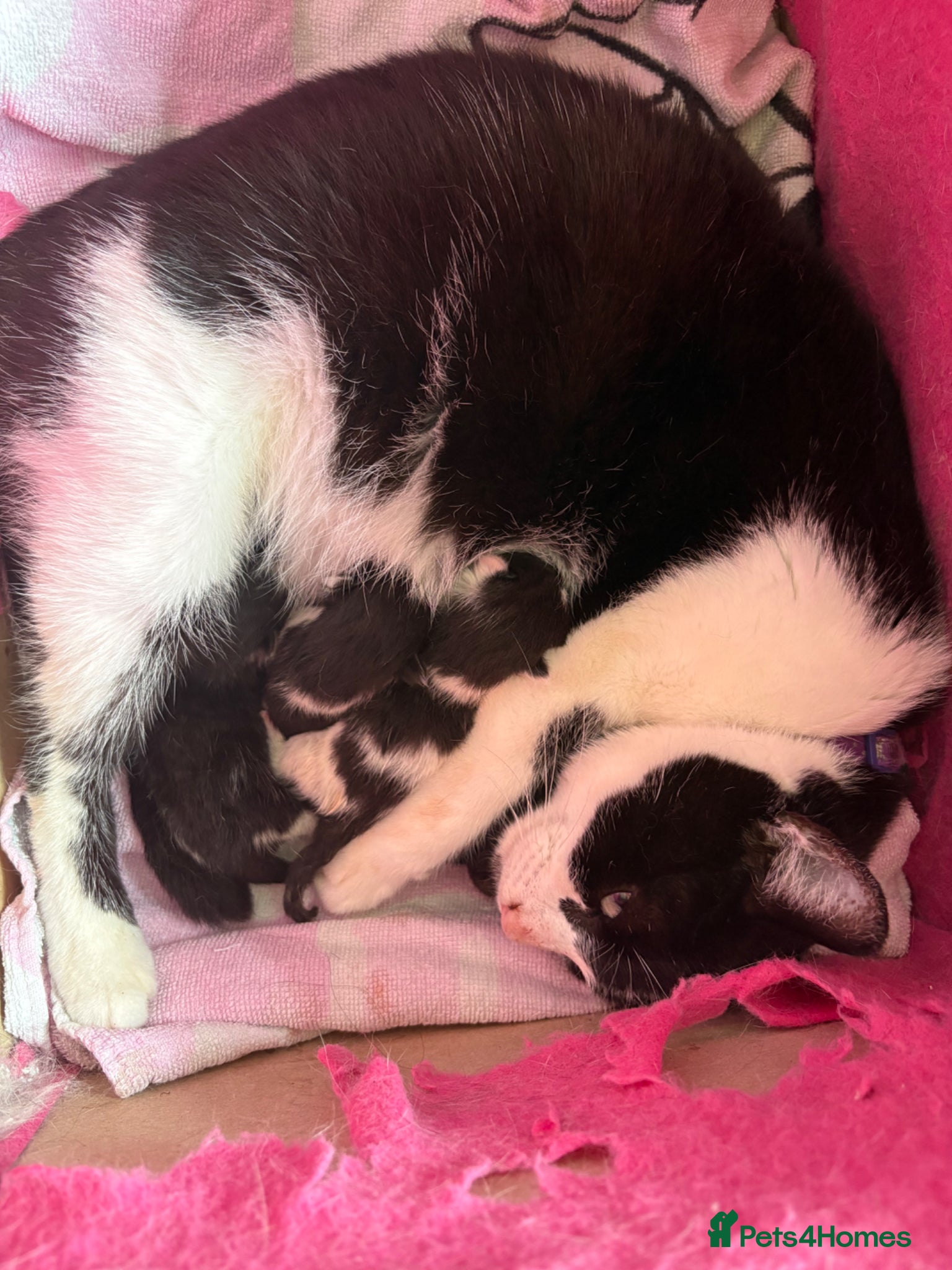 Mixed Breed cats for sale: Beautiful kittens  - Advert 2