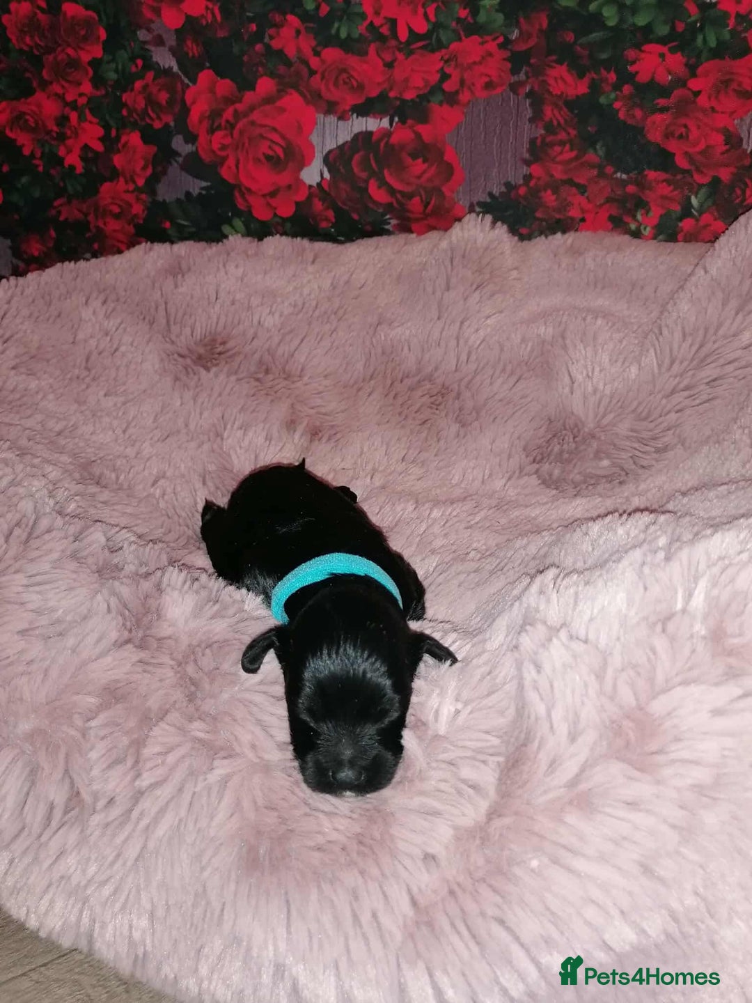 Cavapoo dogs for sale: Exceptional Cavapoo babies  - Image 18