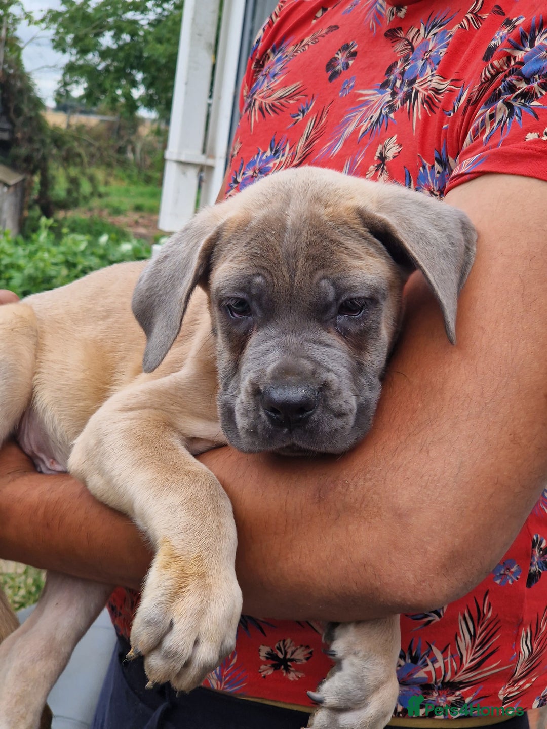 Cane Corso dogs for sale: Beautiful Cane Corsos READY TO GO - Image 2
