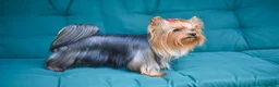 Yorkshire Terrier dogs for sale: Pedigree Yorkshire Terrier puppies ( last one) in Craigavon - Advert 10