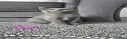 British Shorthair cats for sale: Kittens British short hair  - Advert 19