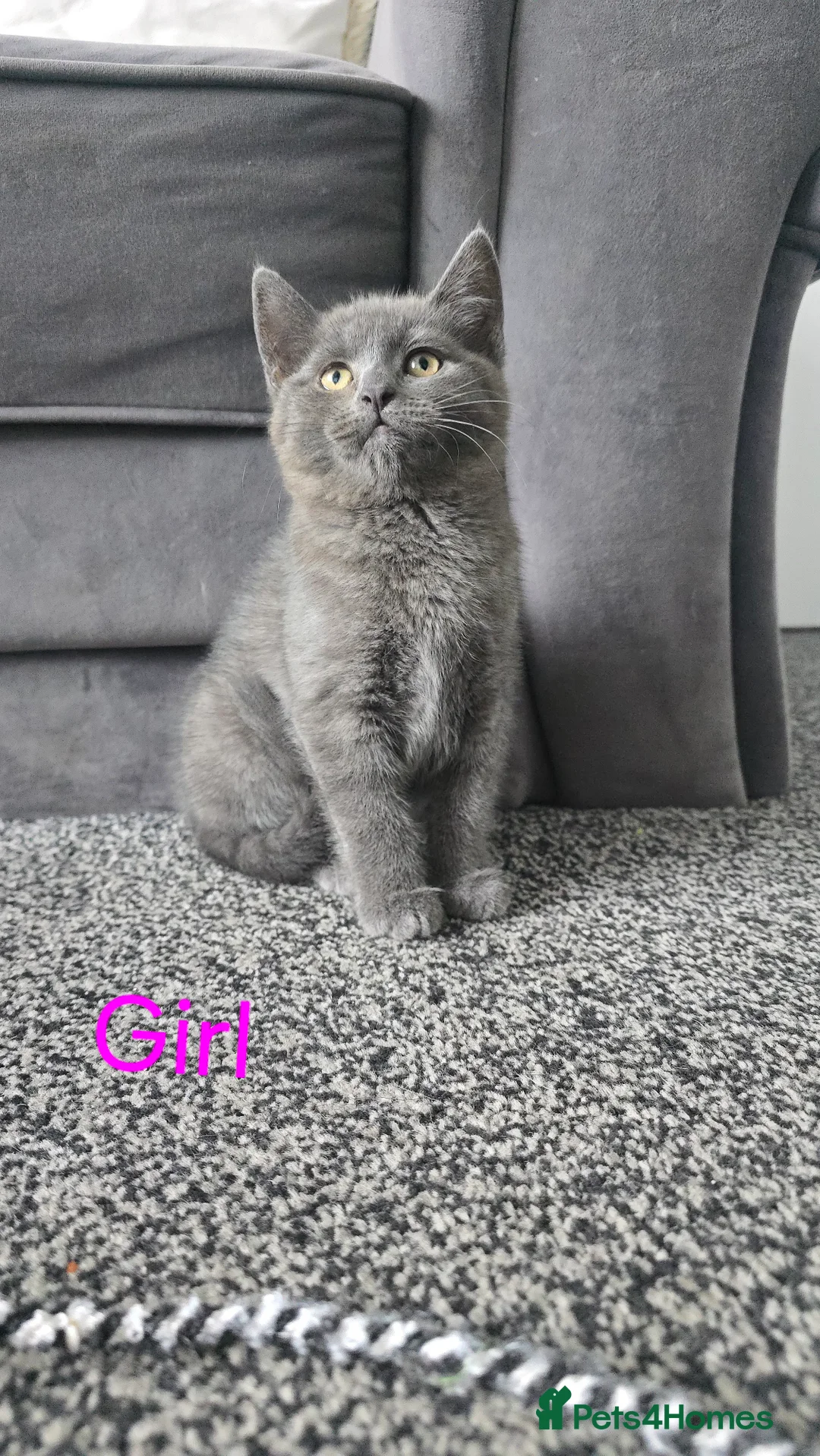 British Shorthair cats for sale: Kittens British short hair  - Advert 29