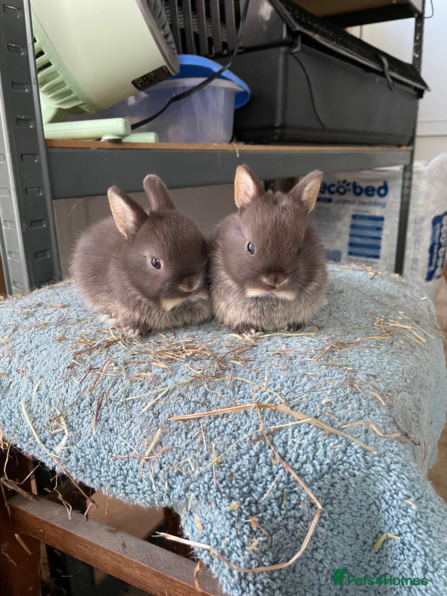 Netherland Dwarf rabbits Netherland Dwarf purebred Baby Rabbits - Advert 1