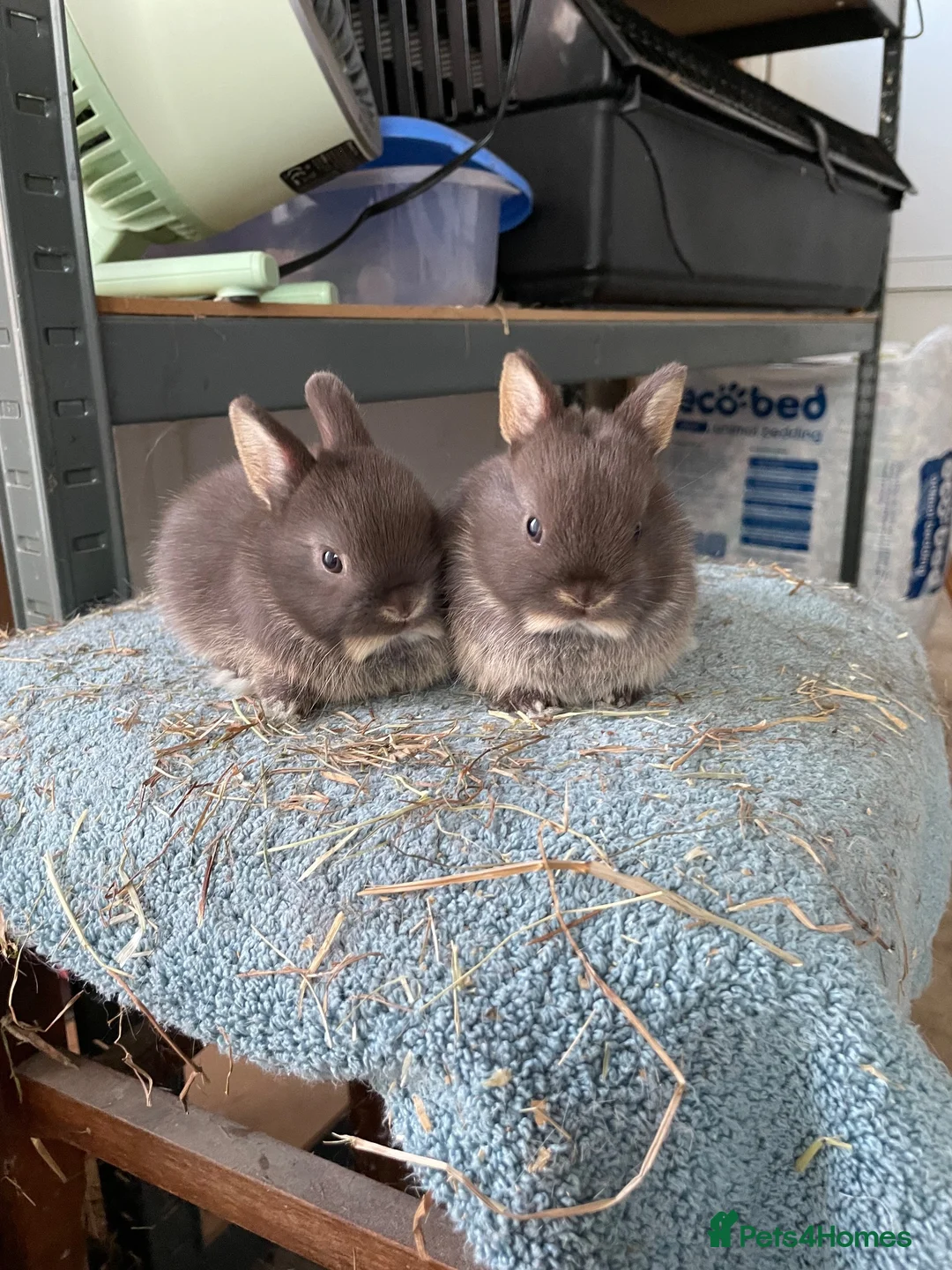 Netherland Dwarf rabbits for sale: Netherland Dwarf purebred Baby Rabbits NEW  - Advert 1