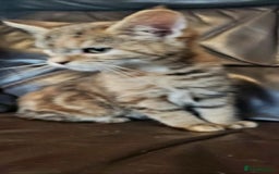 Mixed Breed cats for sale: Two short haired cross kittens available  - Image 3