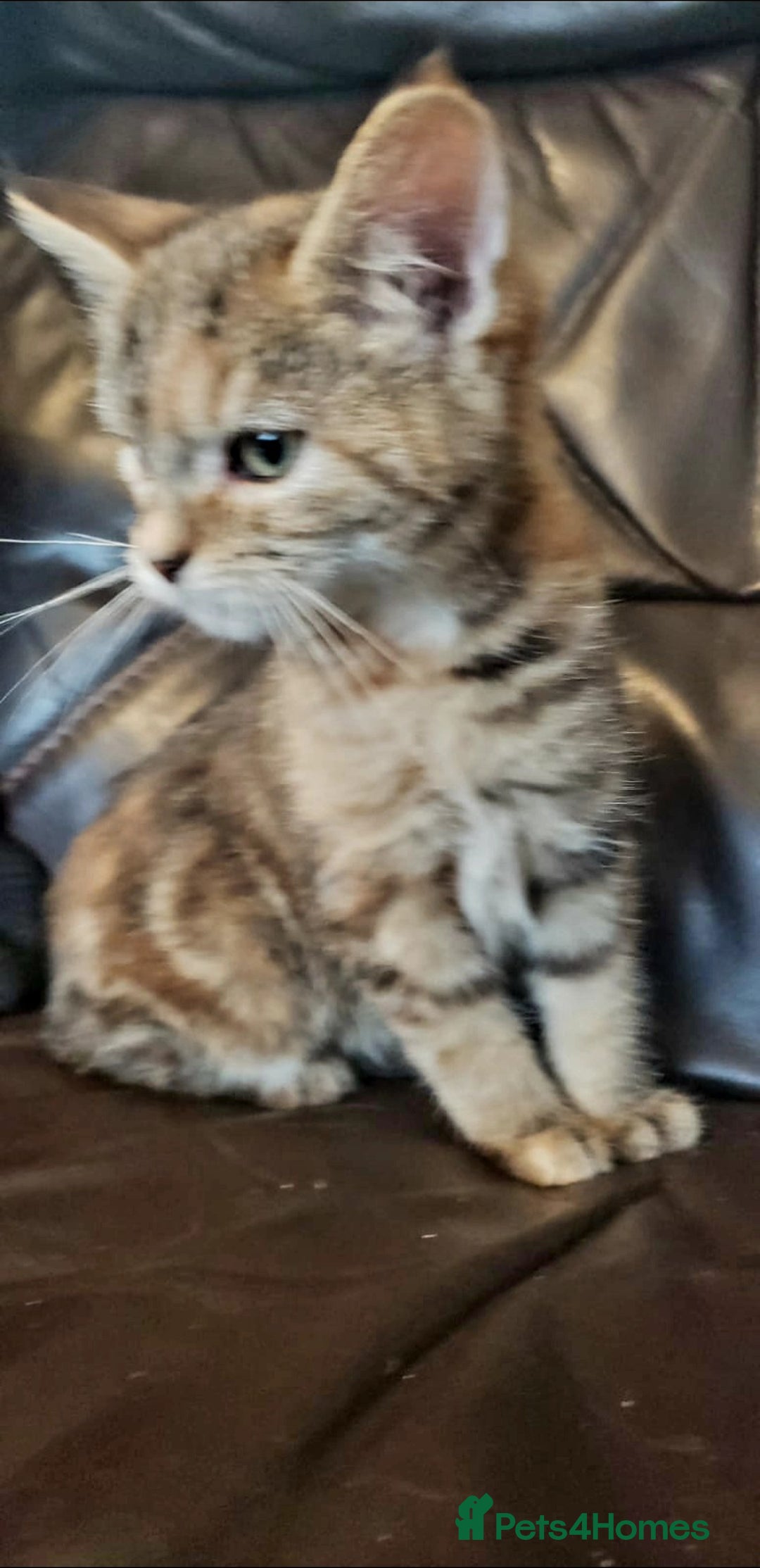 Mixed Breed cats for sale: Two short haired cross kittens available  - Image 3