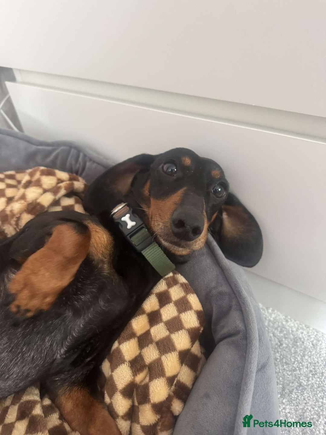 Miniature Dachshund dogs for sale: Miniature daschunds 2 females - 18 months old  - Image 3